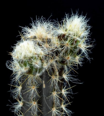 Pilosocereus_royenii